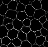 Example: Arabidopsis thaliana Col-4, leaf 6, 19 days after initiation; Figure 2a, mature palisade mesophyll