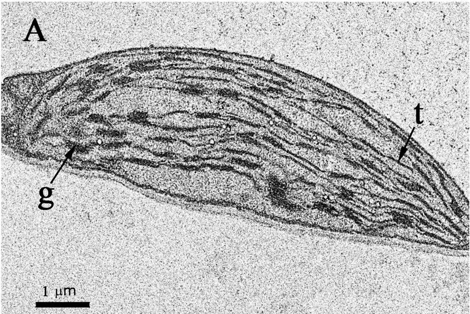 Example: Arabidopsis thaliana, first leaf of control seedling grown without added NaCl; Figure 3A