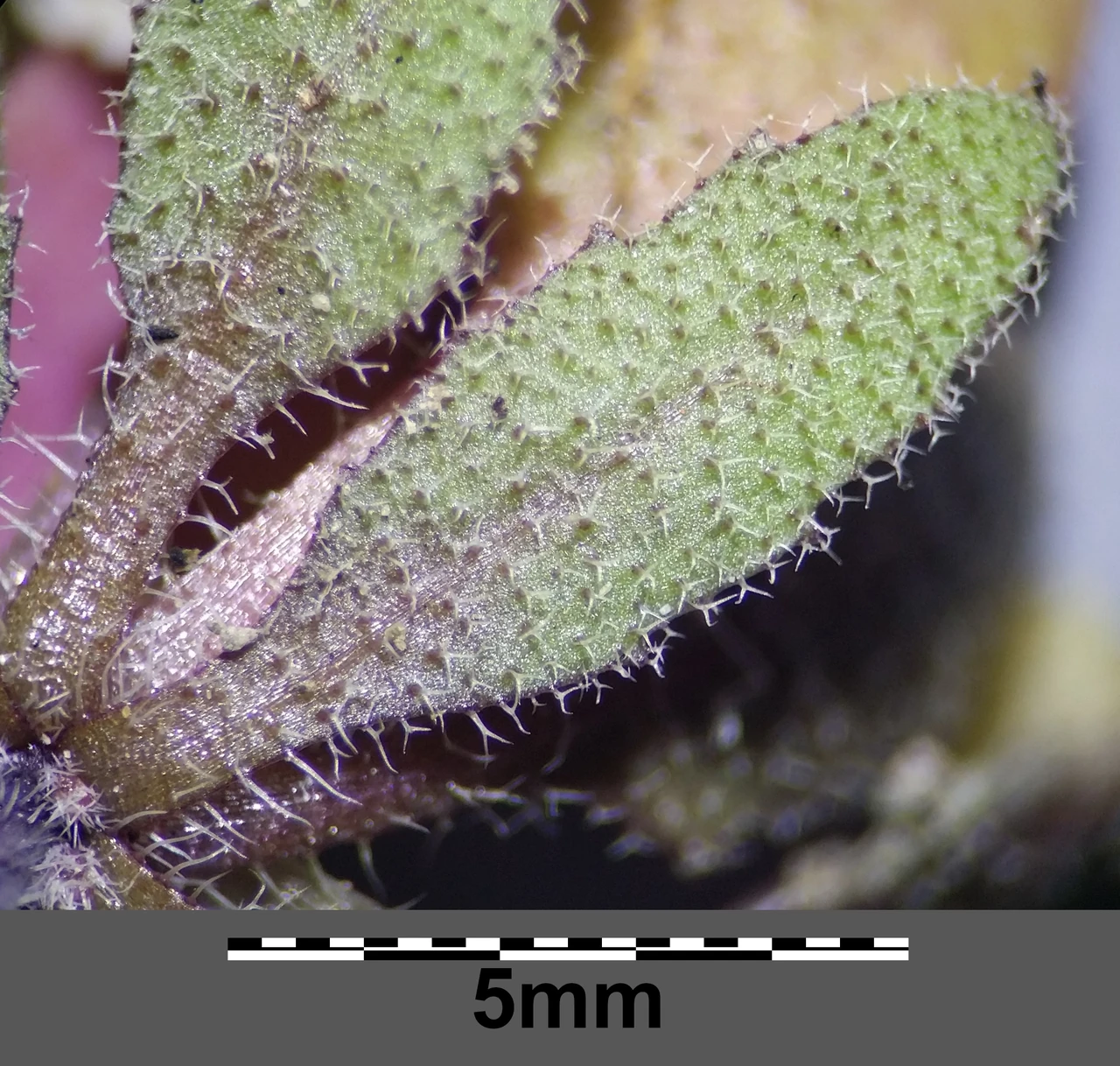Example: Arabidopsis thaliana basal leaf; photographed 14 April 2021
