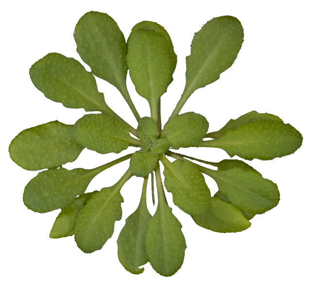 Arabidopsis thaliana rosette; accession and age not supplied