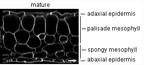 Arabidopsis thaliana Col-4, leaf 6, 19 days after initiation; Figure 2b, mature leaf